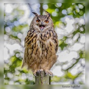 13th Dec 2020 - Eurasian Eagle Owl