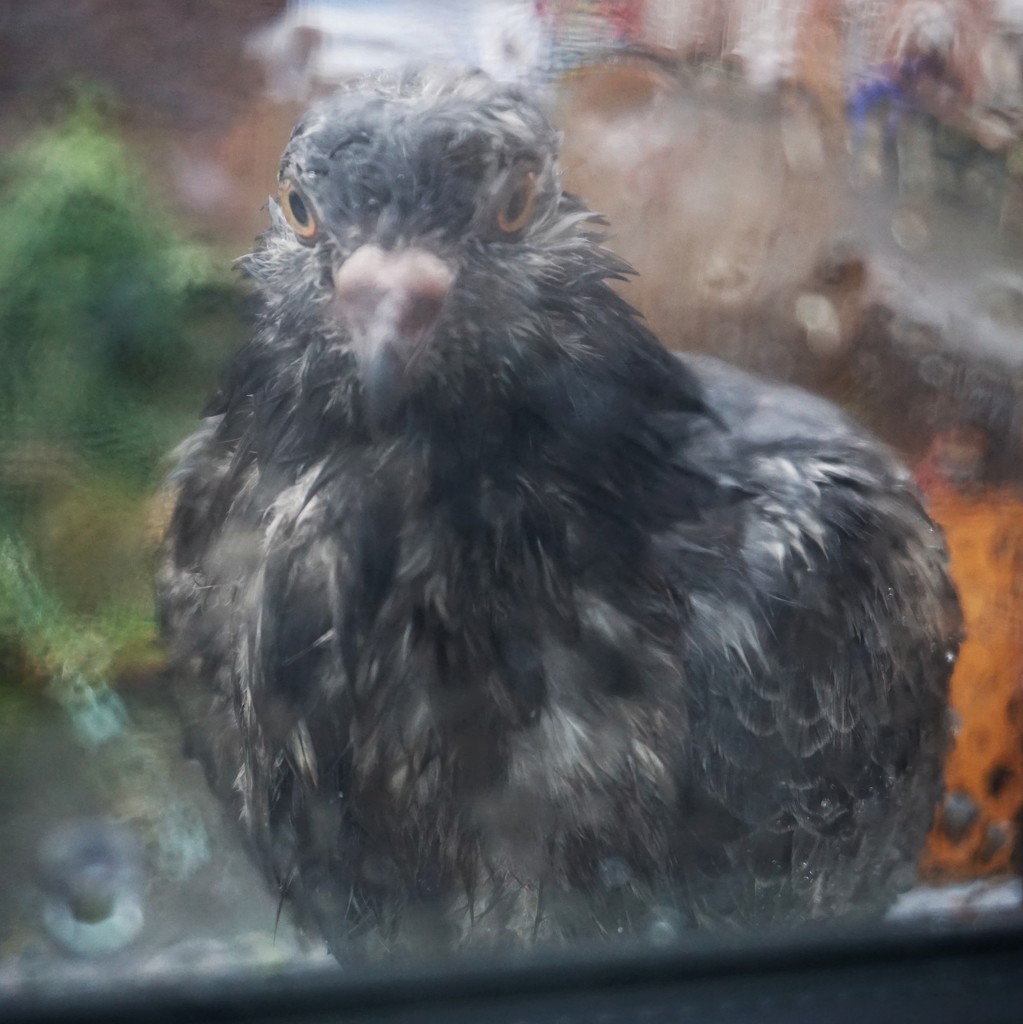 "Let me in, it's too wet out here!" by isaacsnek