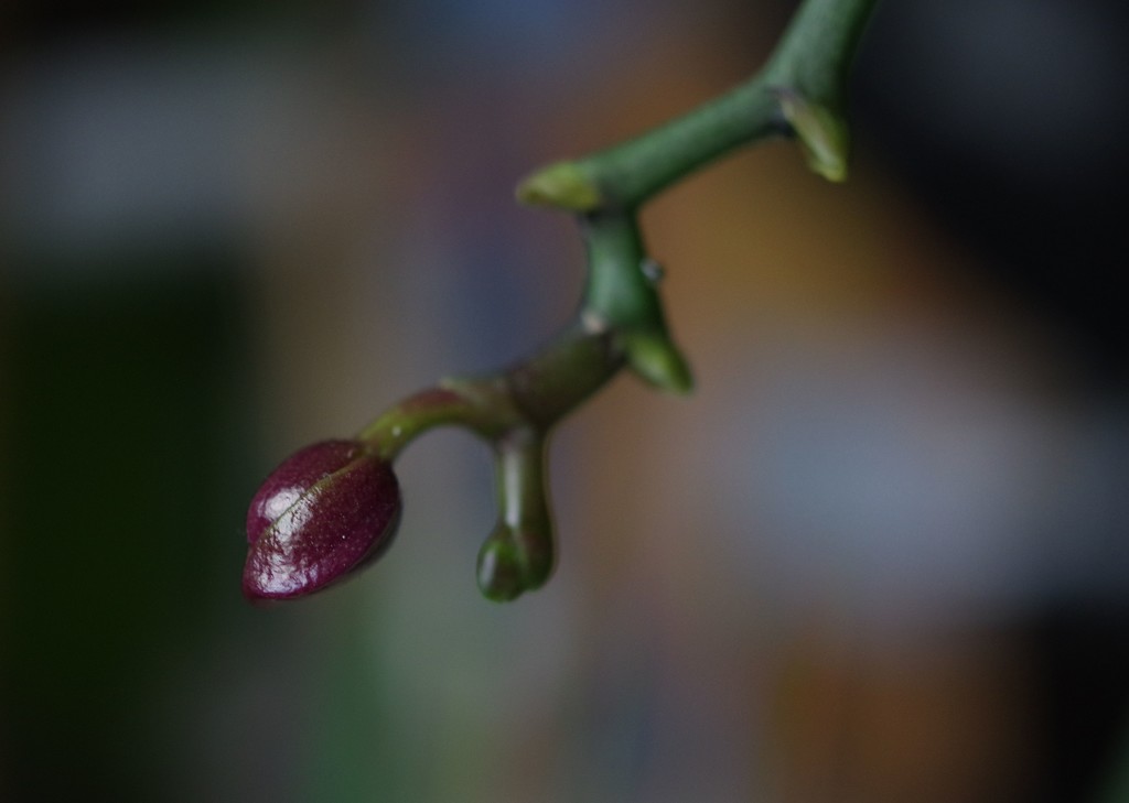 Flower Bud. by kclaire