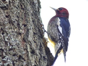 12th Dec 2020 - Red-Breasted Sapsucker