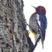 Red-Breasted Sapsucker by stephomy