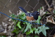 3rd Dec 2020 - Towhee on the Clothesline