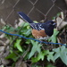 Towhee on the Clothesline by stephomy