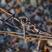 Twisted and rusted by larrysphotos