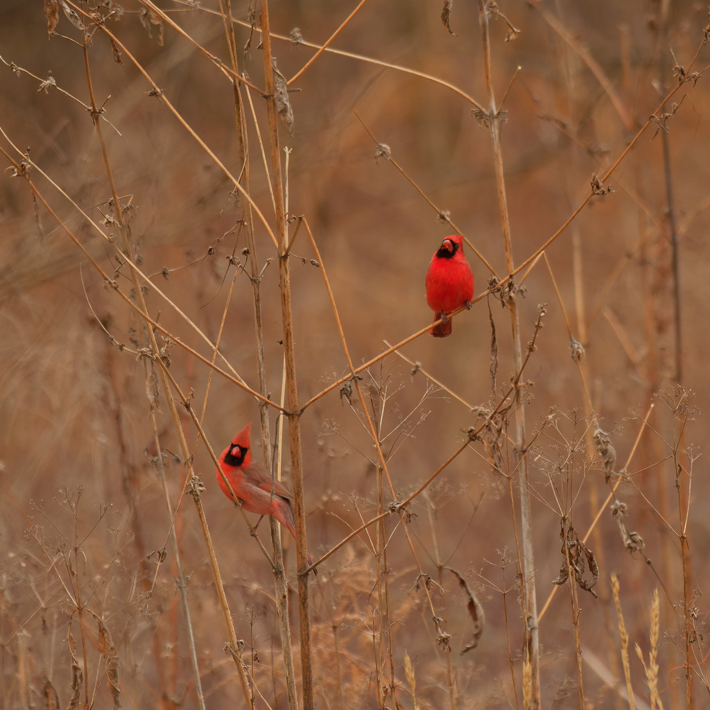 Northern cardinals by rminer