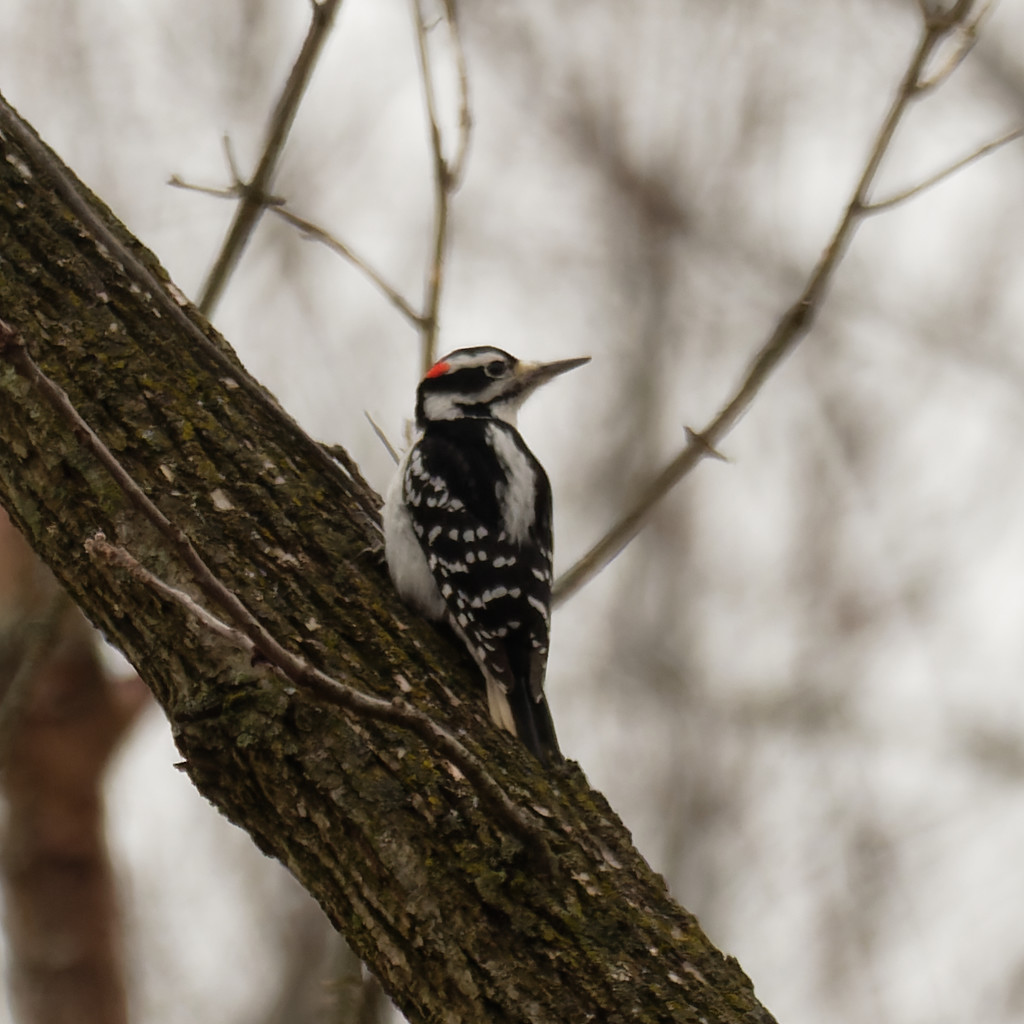 Hairy woodpecker  by rminer