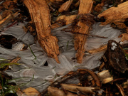 13th Dec 2020 - ice and wood chips