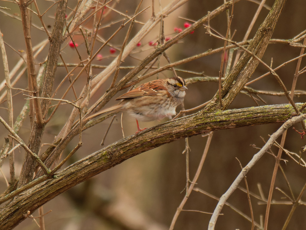 white-throated sparrow  by rminer