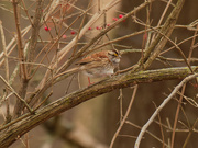 13th Dec 2020 - white-throated sparrow 