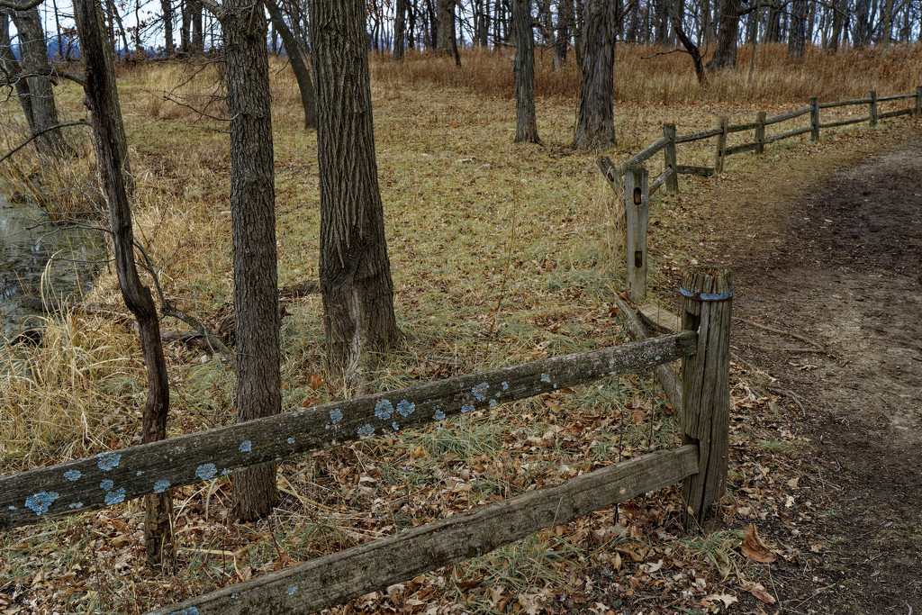 fence with lichen by rminer