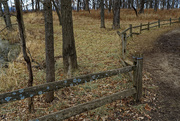 7th Dec 2020 - fence with lichen