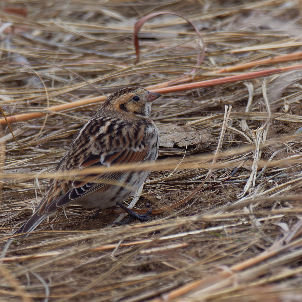 Lapland longspur by rminer
