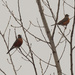 American robins by rminer