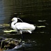 Beautiful Egret ~ by happysnaps