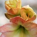 December 13: Charming Amaryllis by daisymiller