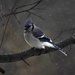 Blue Jay  by radiogirl