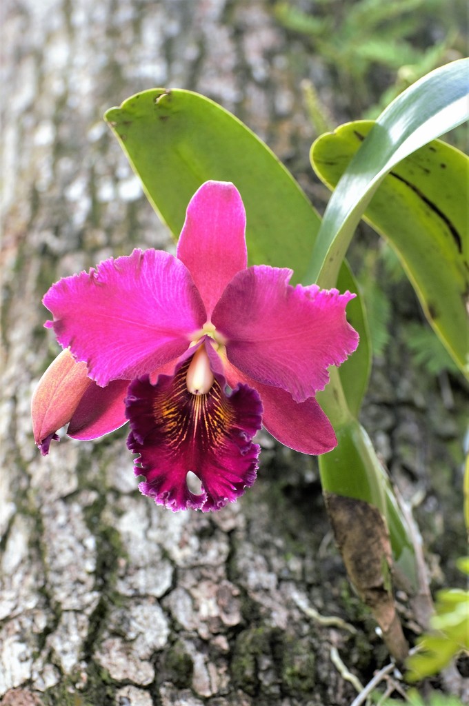 Cattleya Orchid by chejja