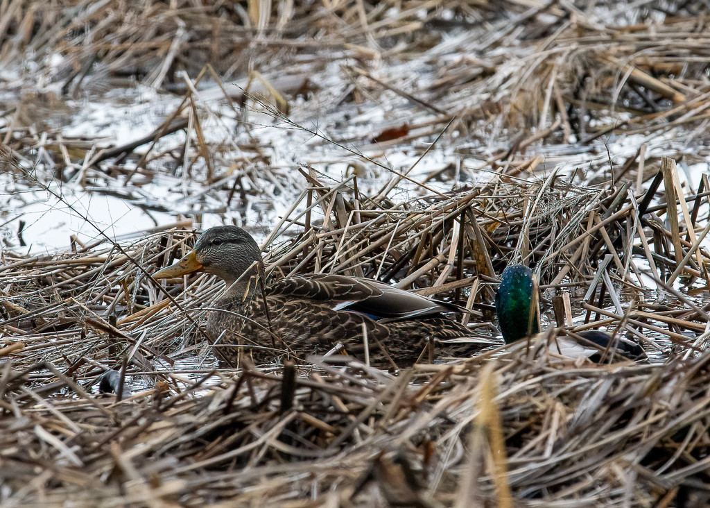 Pair of mallards in snowy marsh along river by nicoleweg