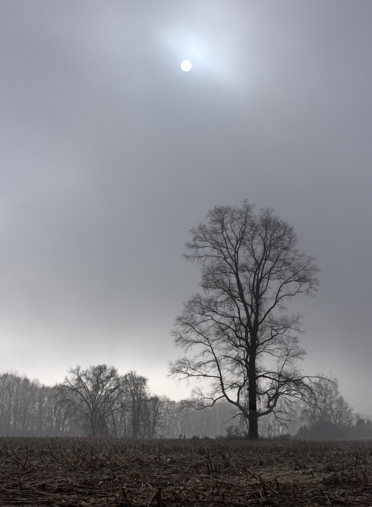 Foggy morning by mccarth1