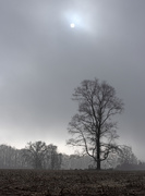 13th Dec 2020 - Foggy morning