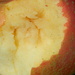 Apple in Grass Closeup by sfeldphotos