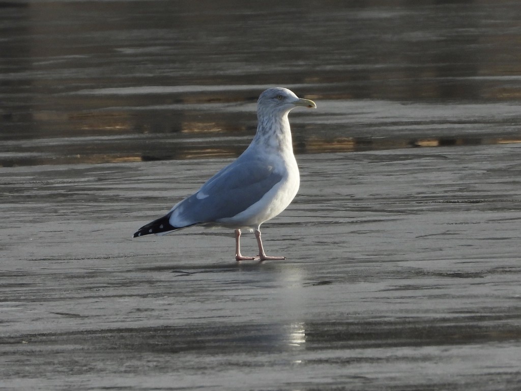 Gull  by amyk