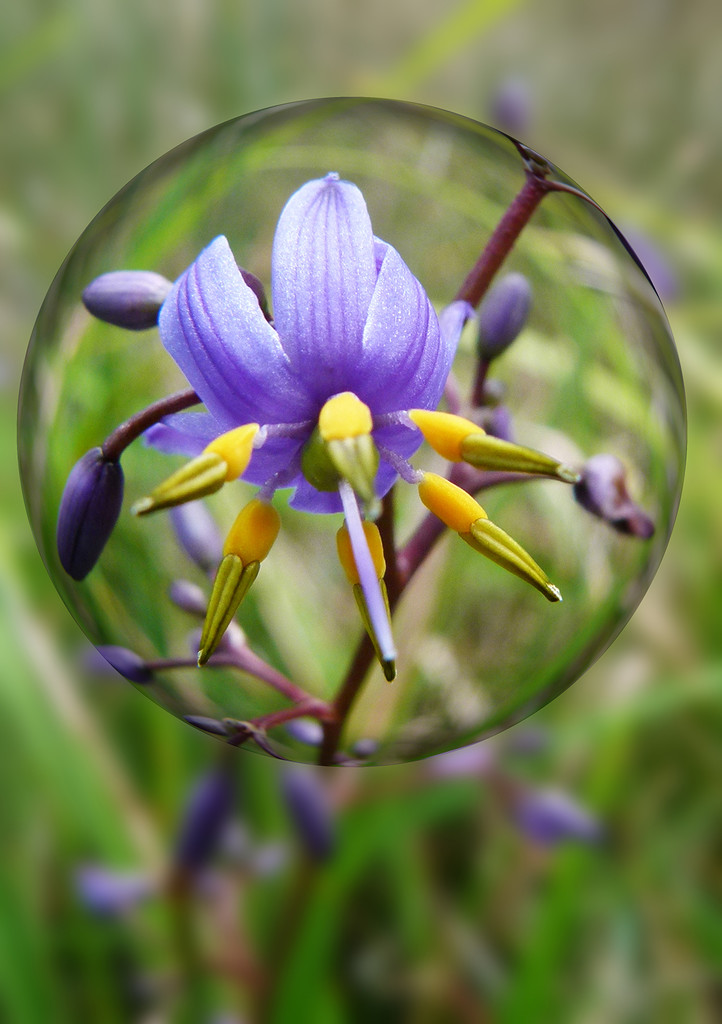 Flower in a Bubble by onewing