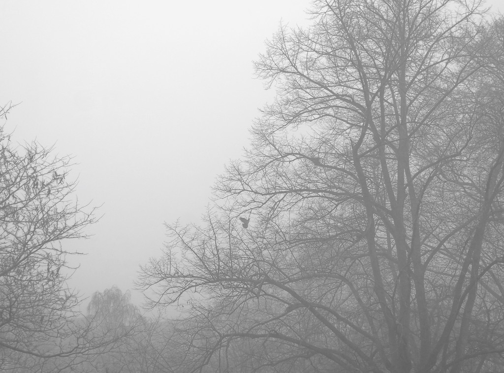 Fog & Pigeon by toinette