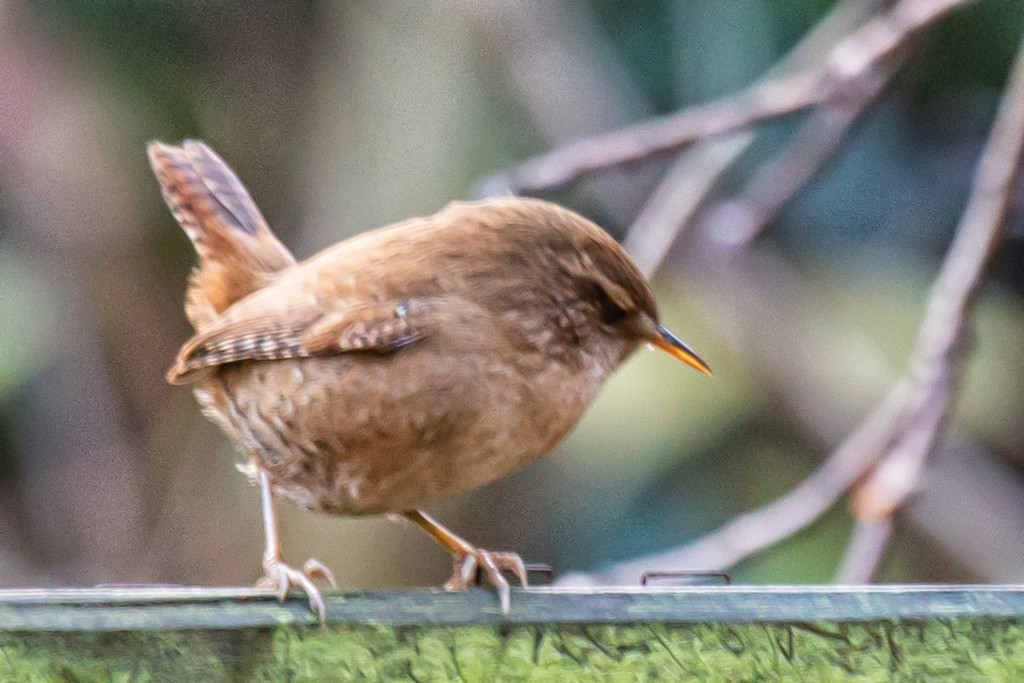 Tiny wren again by pamknowler