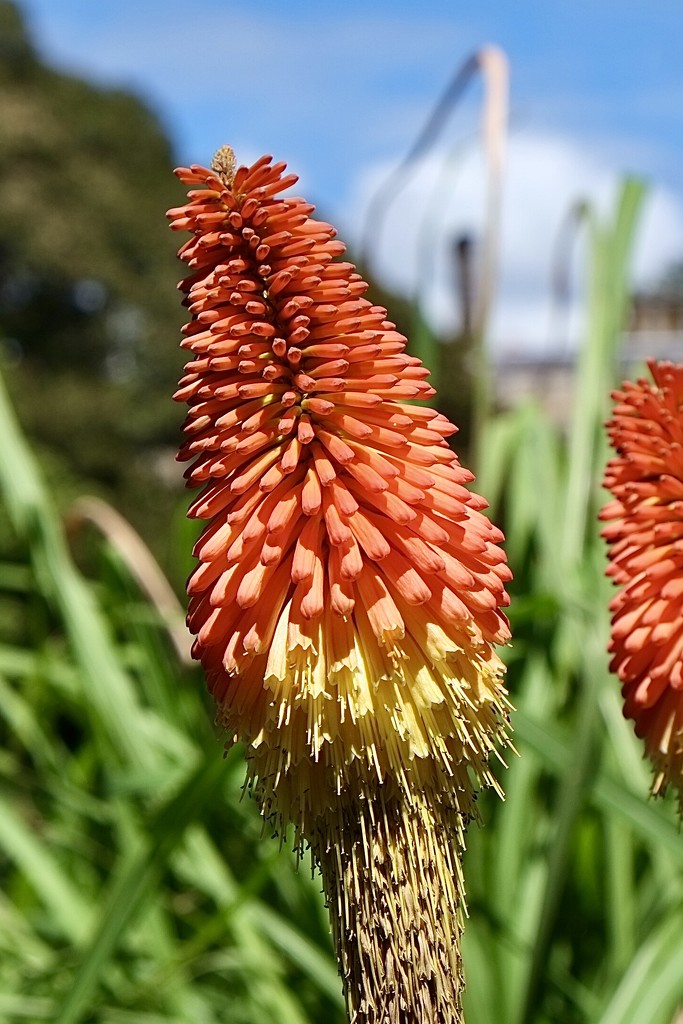 Kniphofia also called tritoma, red hot poker, torch lily, or poker plant. by johnfalconer