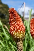 11th Dec 2020 - Kniphofia also called tritoma, red hot poker, torch lily, or poker plant.