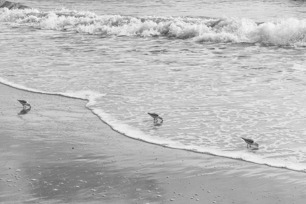 Sea Birds by kvphoto