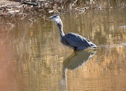 14th Dec 2020 - Great Blue Heron, Down The Hatch.