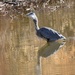 Great Blue Heron, Down The Hatch. by bigdad