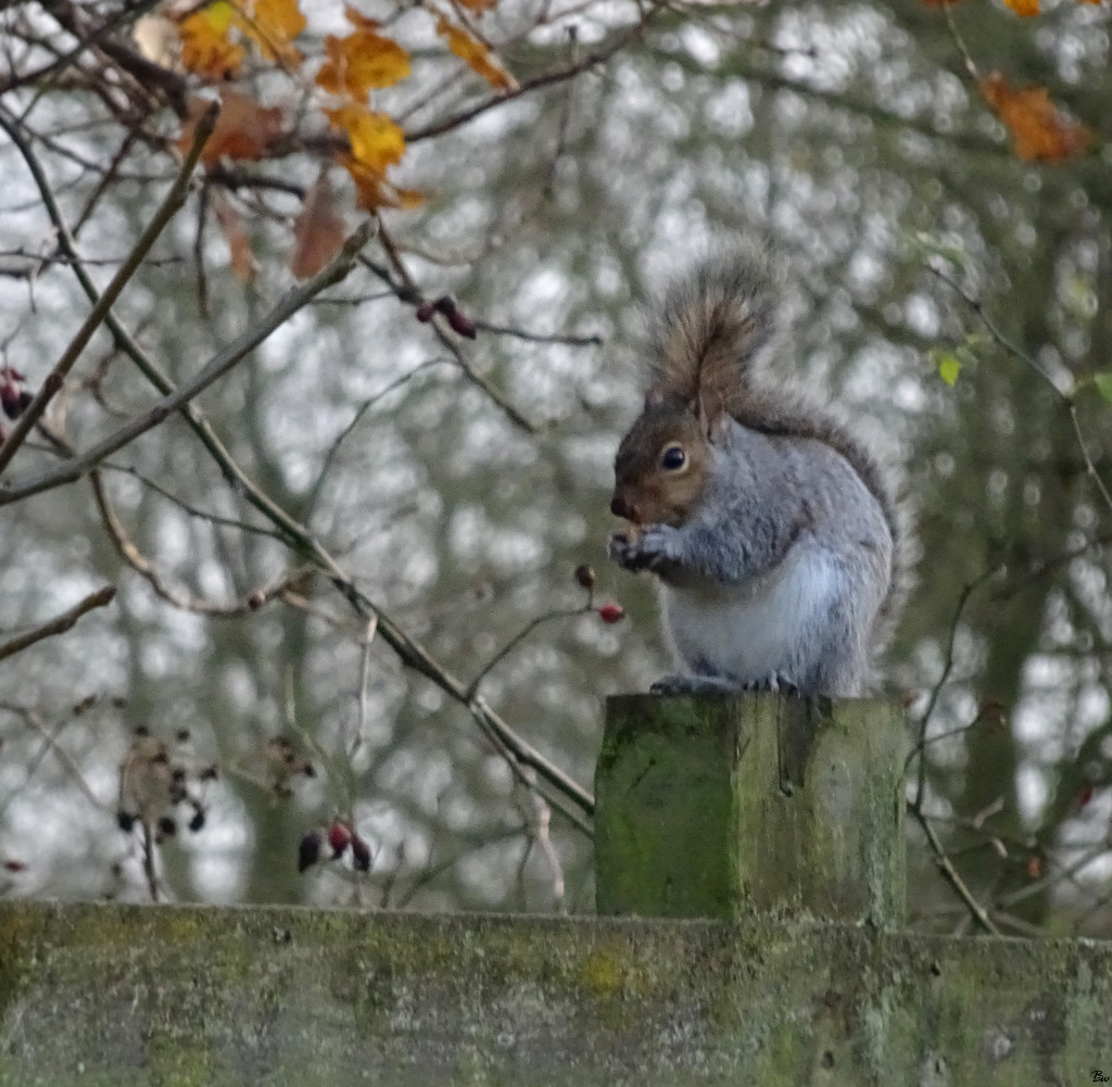 Chubby Squirrel by bybri