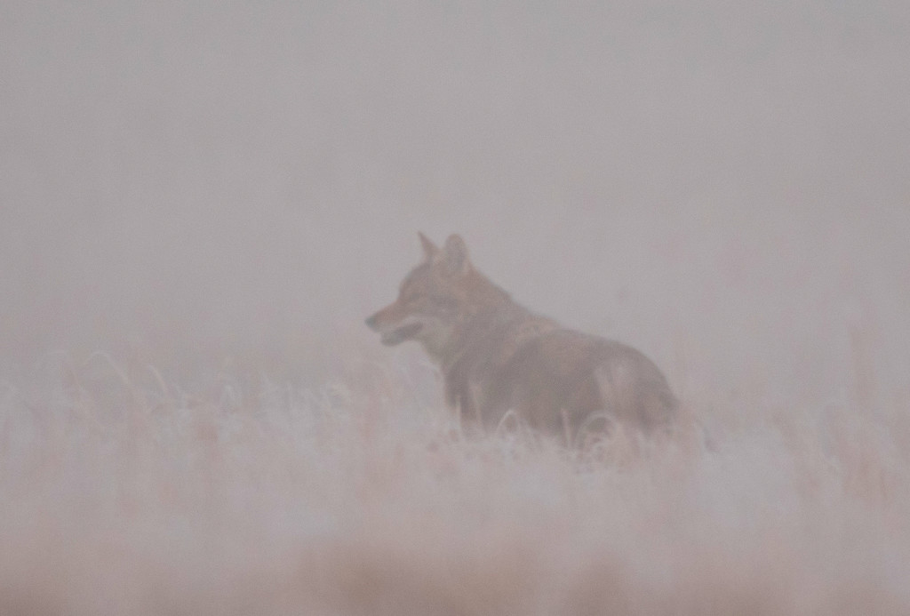 Coyote in Fog and Frost by kareenking