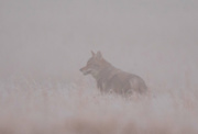 14th Dec 2020 - Coyote in Fog and Frost
