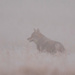 Coyote in Fog and Frost by kareenking