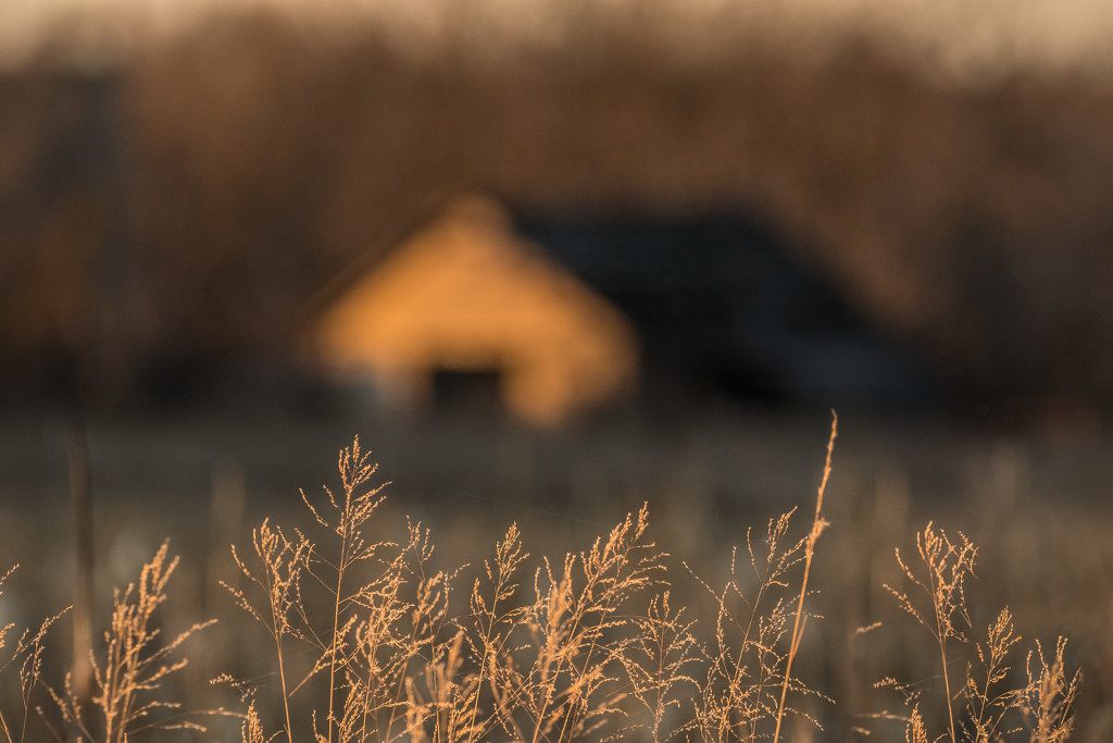 Golden Barn and Grasses by kareenking