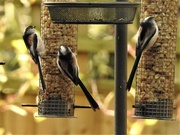 13th Dec 2020 - Long Tailed Tits