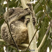 hunker down it's cyclonic by koalagardens
