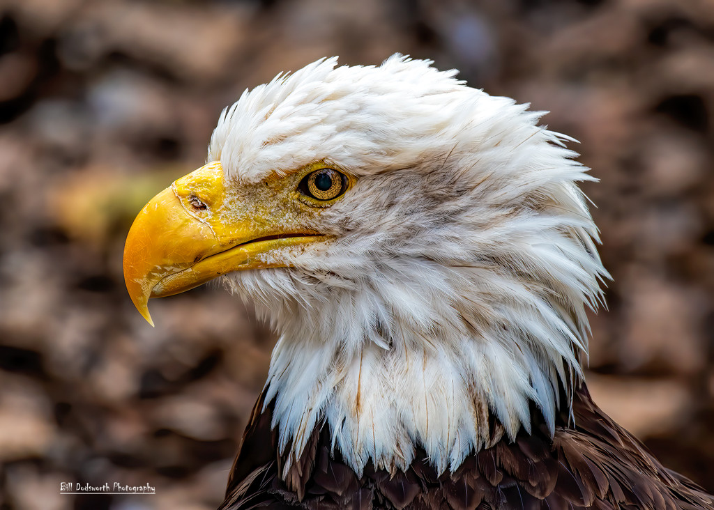 An old soul, portrait of a Bald Eagle by photographycrazy