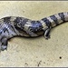  Lizzie, Our Resident Blue Tongue Lizard ~ by happysnaps