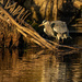 Grey Heron in the Golden Hour by rjb71