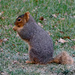 Stubby the Squirrel by larrysphotos