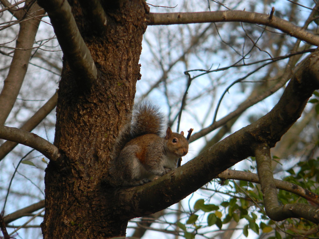 Squirrel in Tree  by sfeldphotos