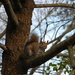 Squirrel in Tree  by sfeldphotos