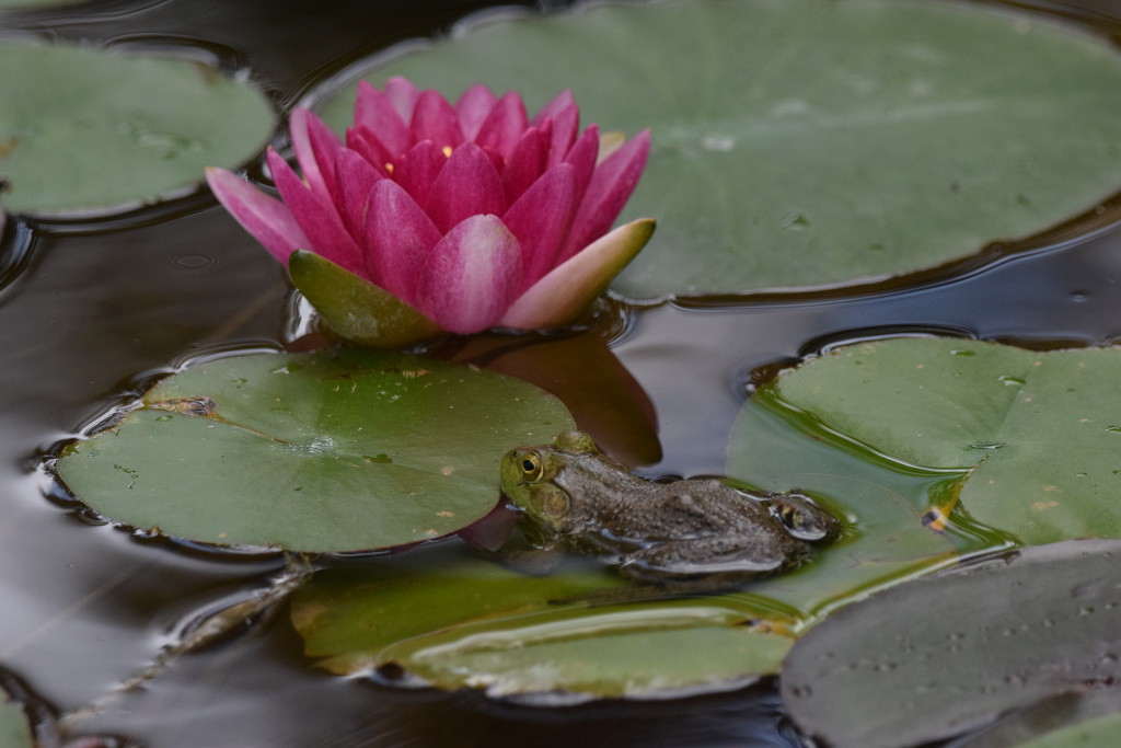 Among The Water Lilies  by flashster78