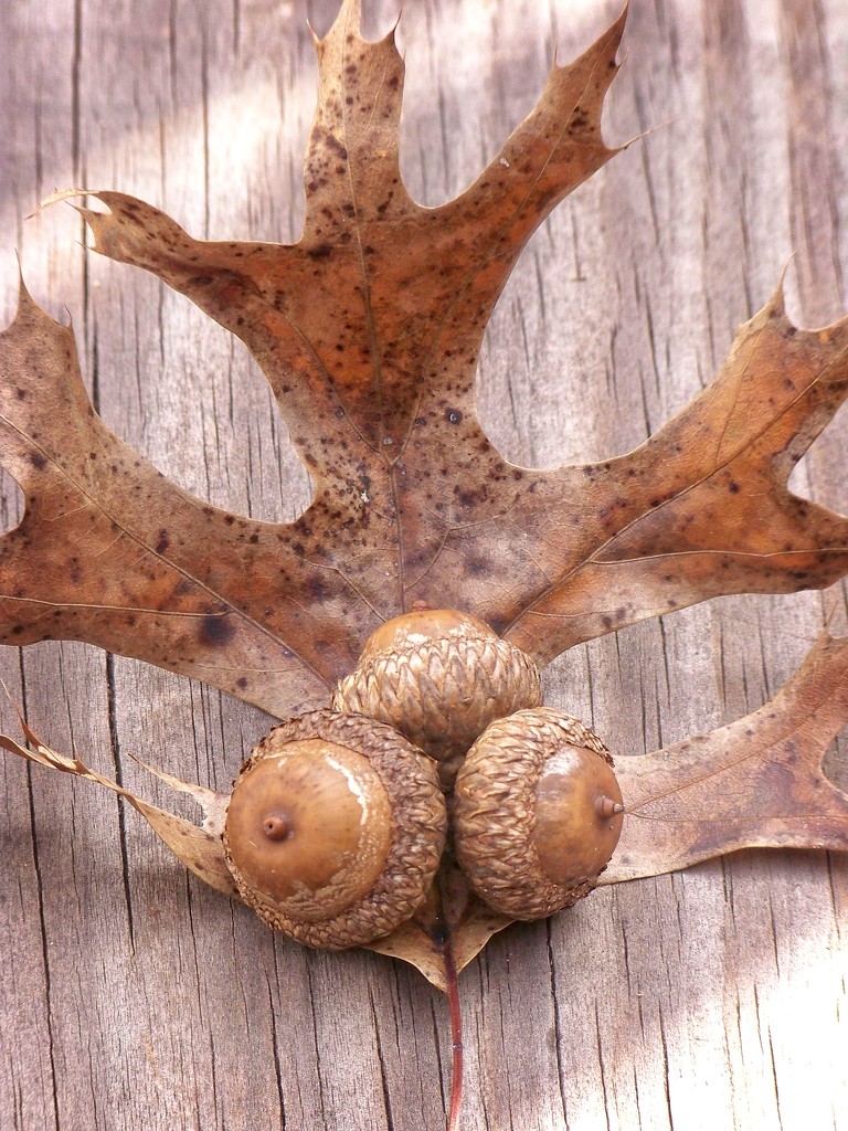 Pin oak leaf and acorns... by marlboromaam