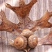 Pin oak leaf and acorns... by marlboromaam